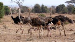 Strauß-Parade im Amboseli Nationalpark