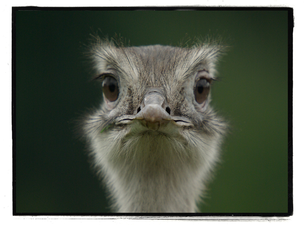 Strauß Portrait