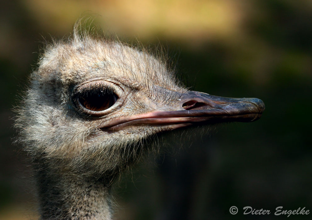 Strauß Portrait...