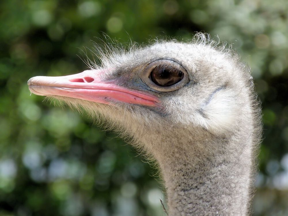 Strauß Portrait Kopf Foto & Bild tiere, wildlife, wild lebende vögel