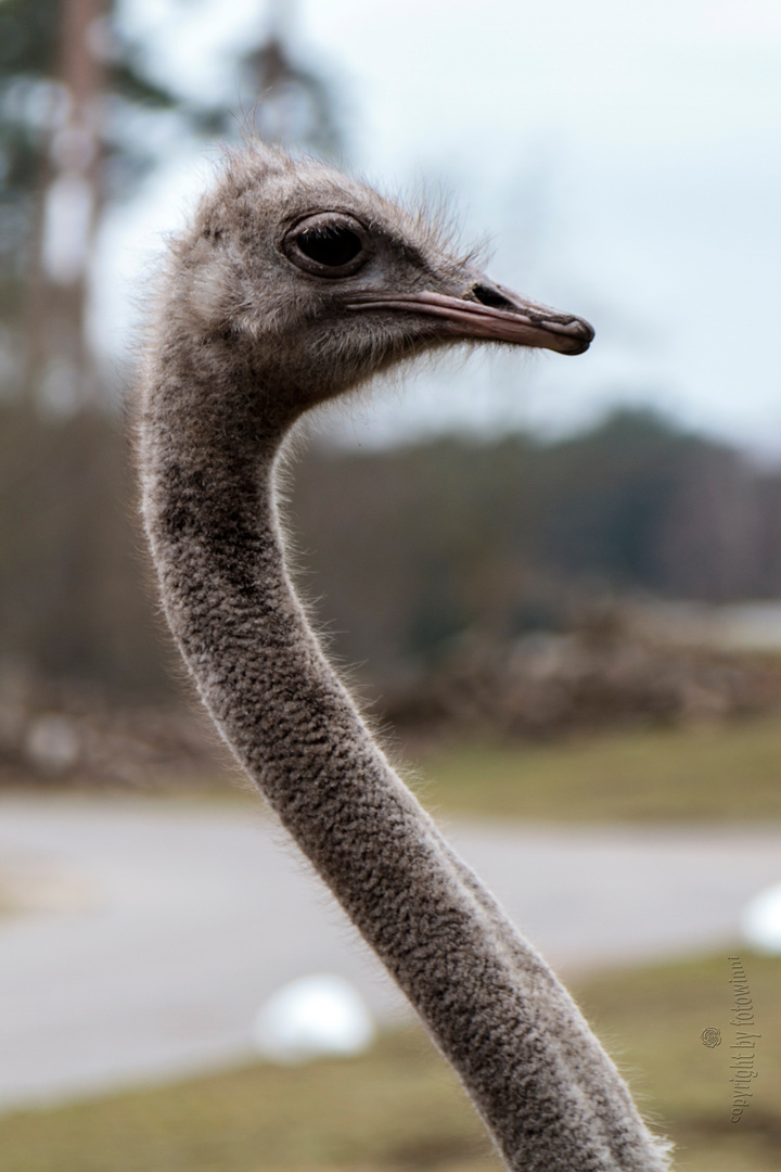 Strauß - Serengetipark Hodenhagen