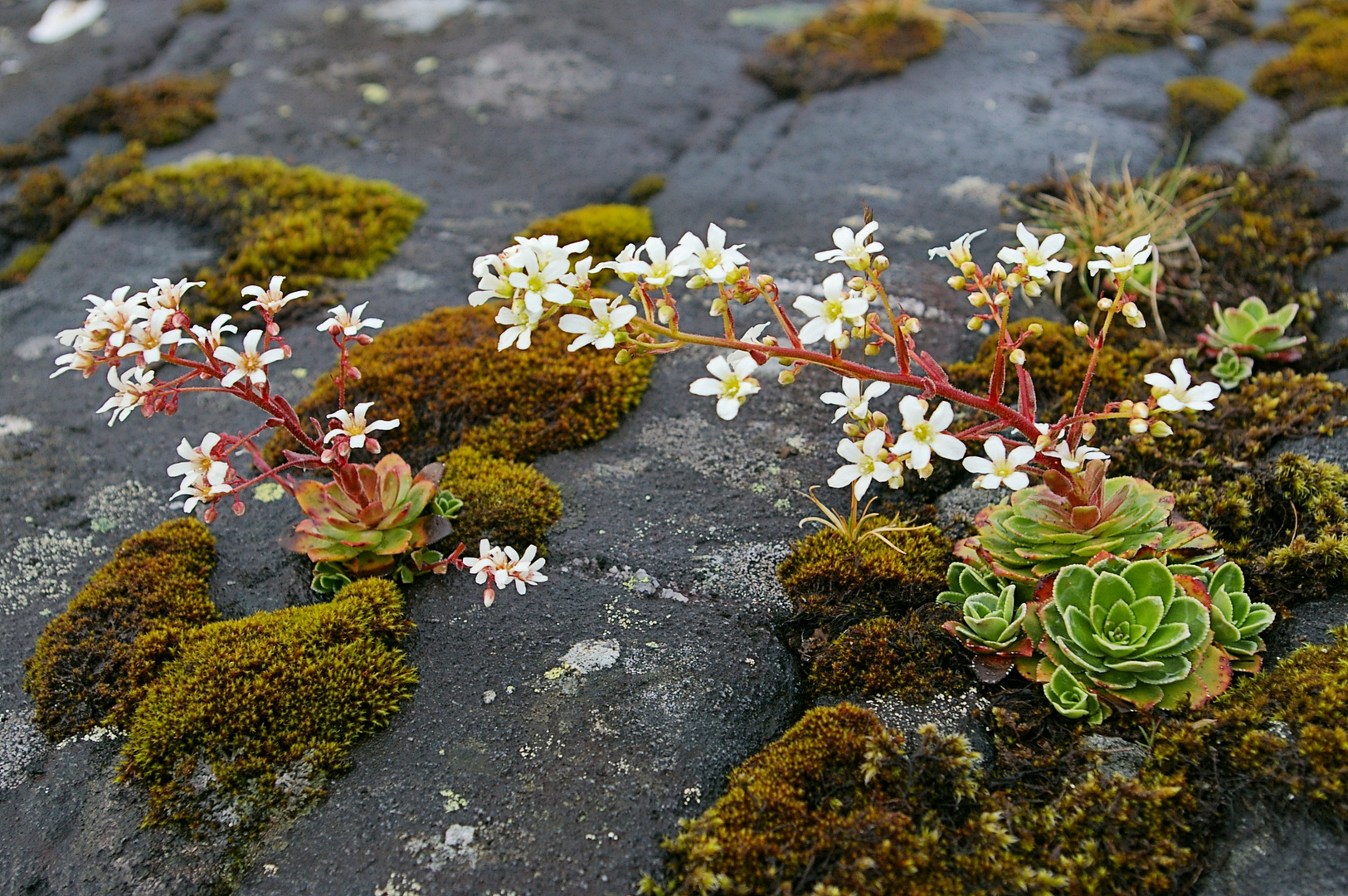 Strauß-Steinbrech (Saxifraga cotyledon)