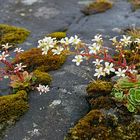 Strauß-Steinbrech (Saxifraga cotyledon)