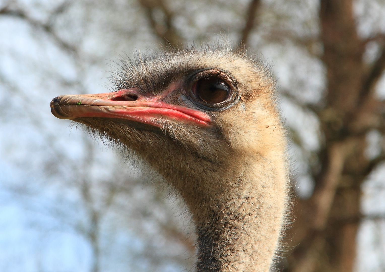 Strauß (Struthio camelus)