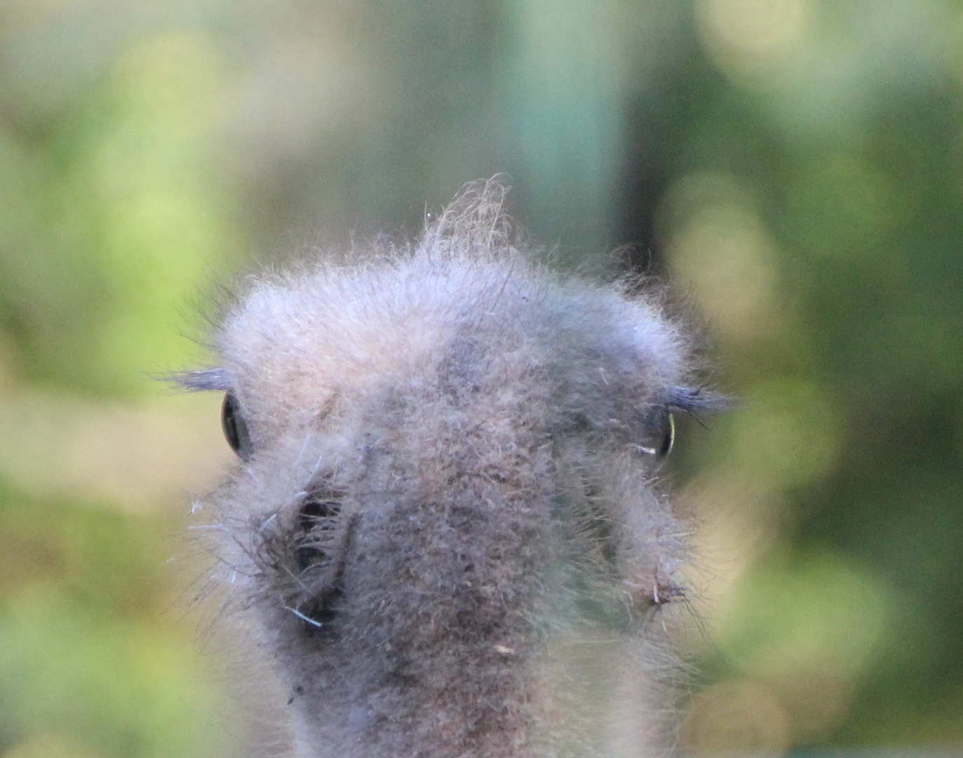 Strauß Tierpark Chemnitz Rabenstein