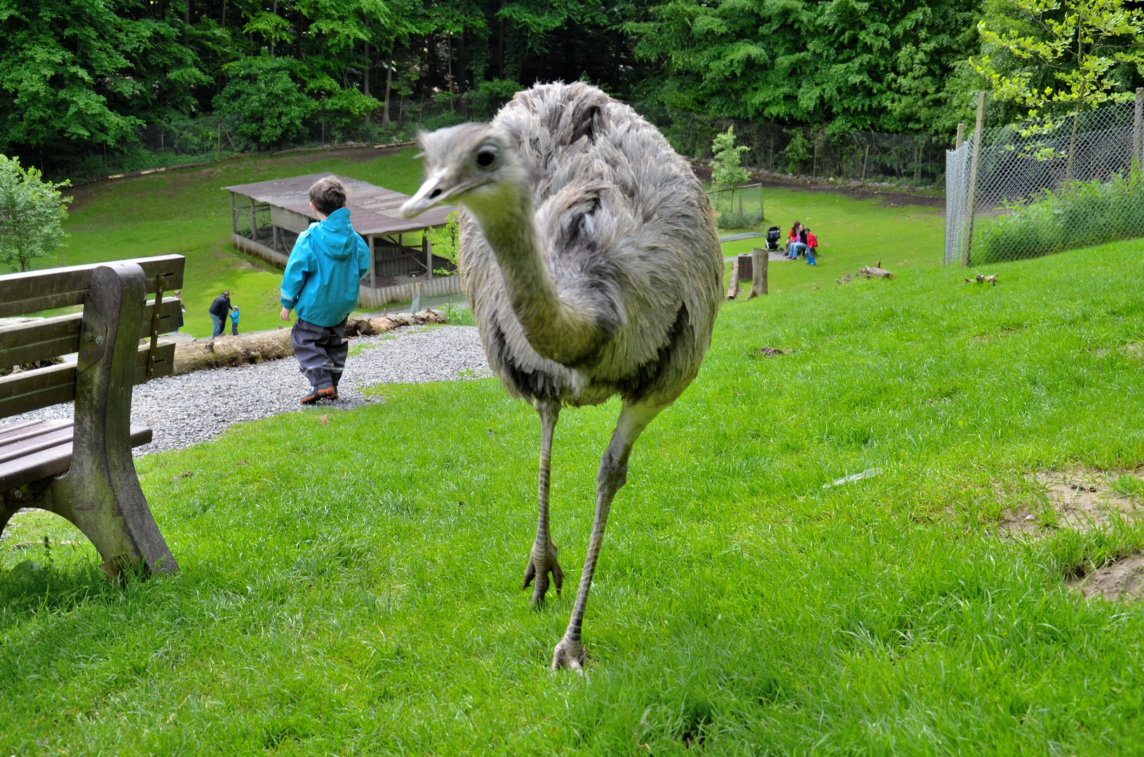 Strauß Vogel Tierpark Bretten