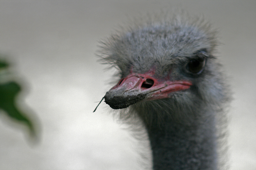 Strauß Vogel "Wo bitte geht es hier zum Schönheitswettbewerb?"