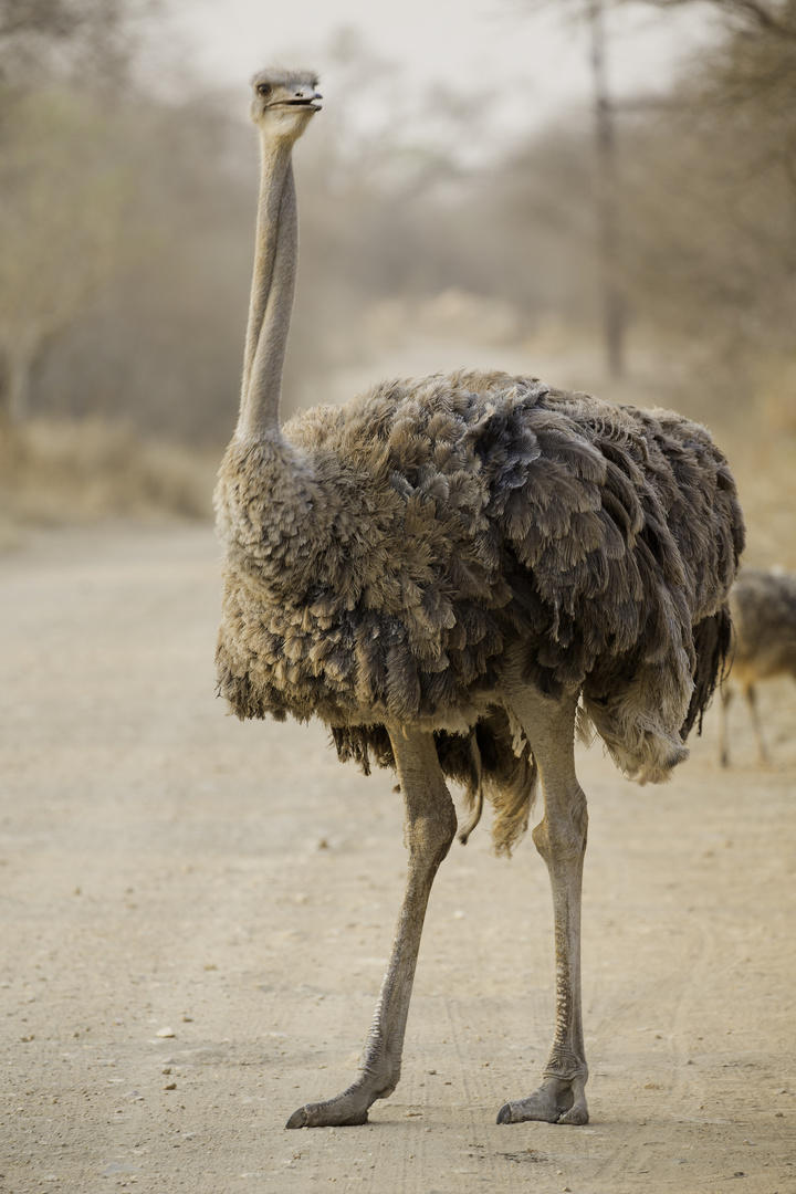 [ … Strauss - Wildlife in Marloth Park ]