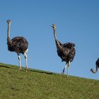 Strausse beim Auslauf