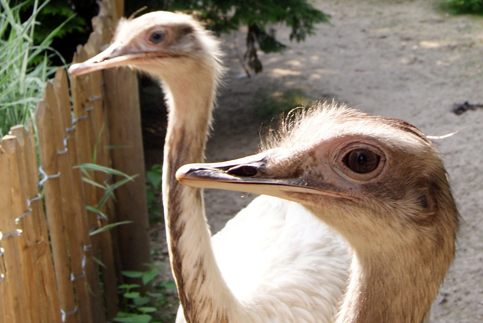 Strausse im Vogelpark Heiligenkirchen bei Detmold