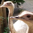 Strausse im Vogelpark Heiligenkirchen bei Detmold