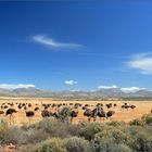 Strauße in der Kleinen Karoo