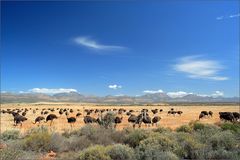 Strauße in der Kleinen Karoo