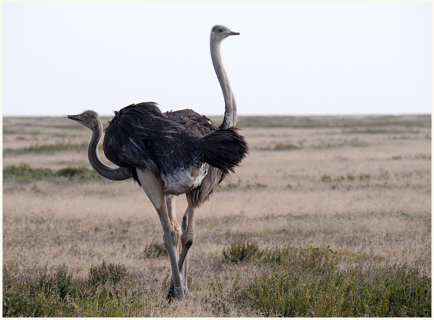 Strauße in der Serengeti - nicht im Zoo vonTschernobyl ;-)