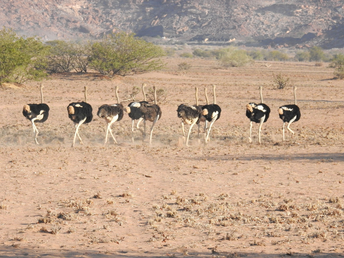 Strauße in Namibia bei Twyfelfontein