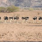Strauße in Namibia bei Twyfelfontein