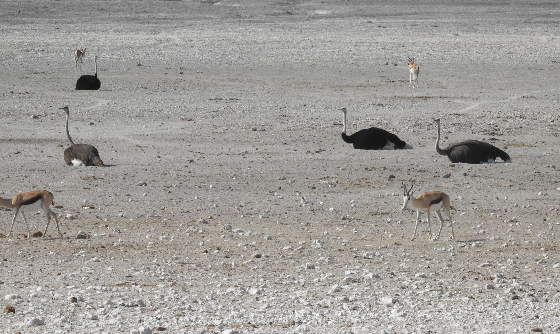 Strauße liegen in der Etosha. Warum wohl ?