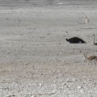 Strauße liegen in der Etosha. Warum wohl ?