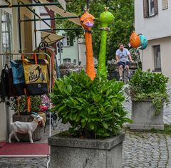 Strauße oder Nandus ?
