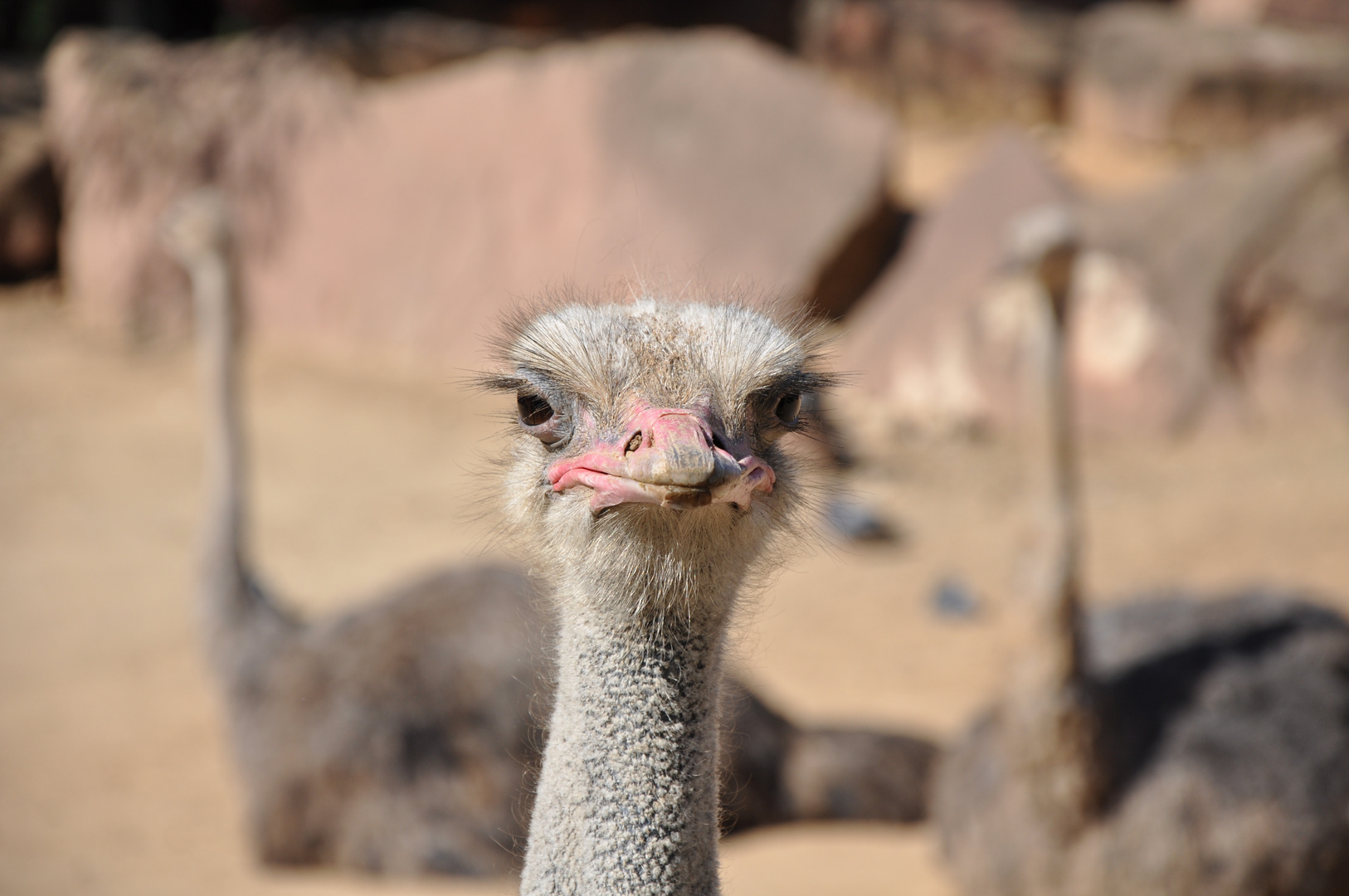 Strauße (Zoo Barcelona)