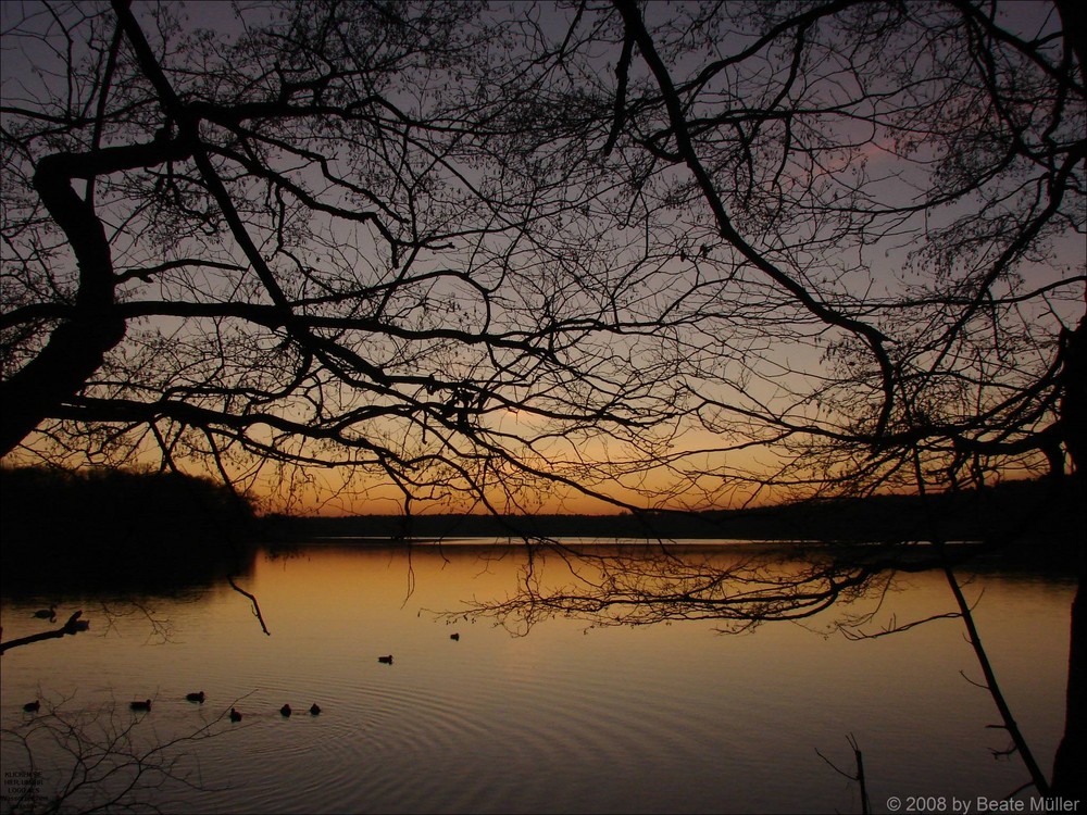 Straussee an Weihnachten 2008