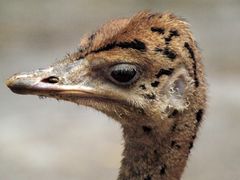 Straussen-Baby-Kopf, Zoo Basel