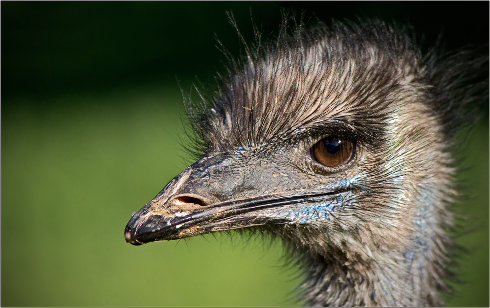 Straussen - EMU - lation ;)