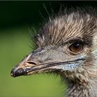 Straussen - EMU - lation ;)