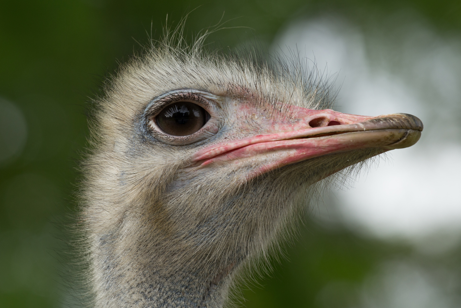 Straußen Potrait