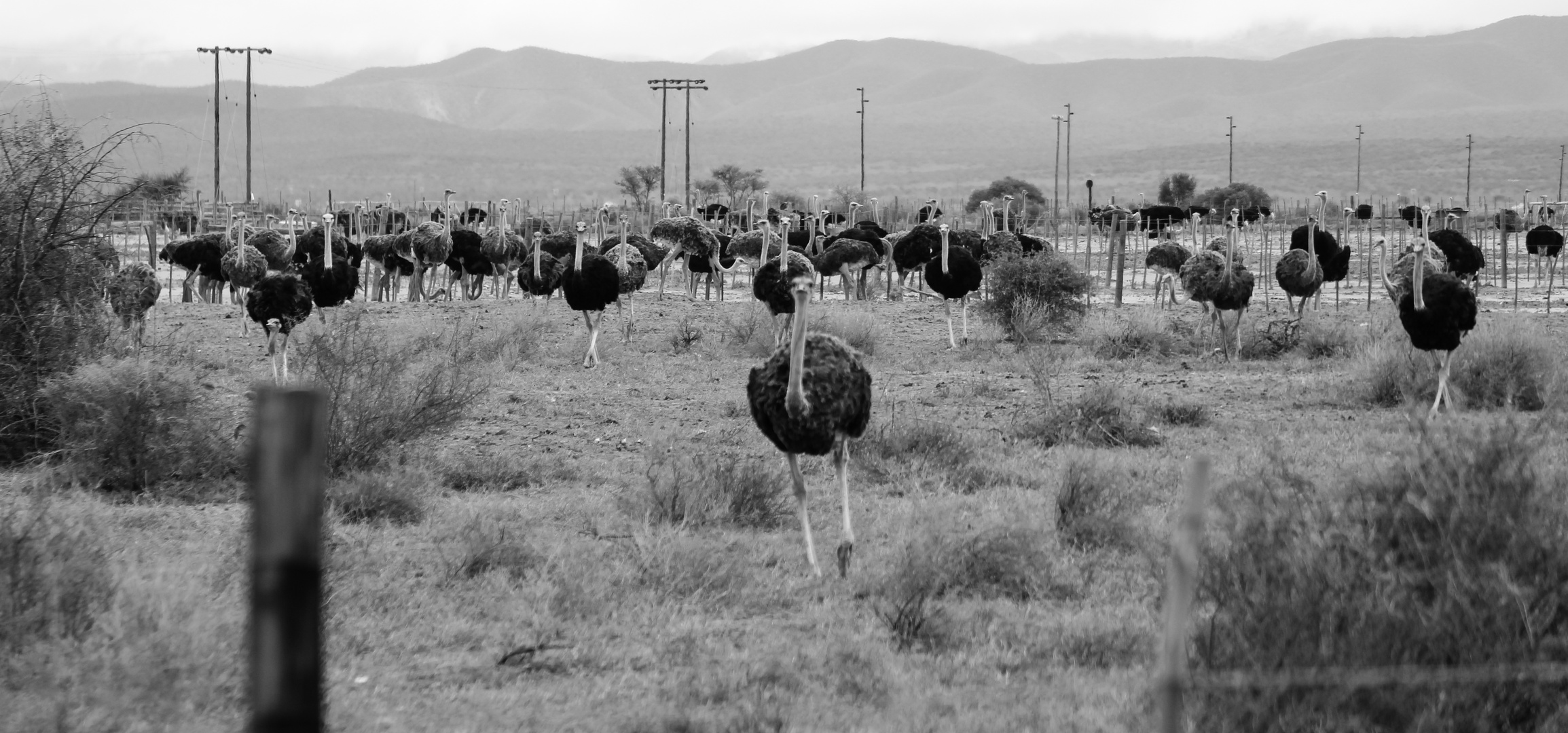 Straußen Steppe | Südafrika