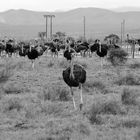 Straußen Steppe | Südafrika