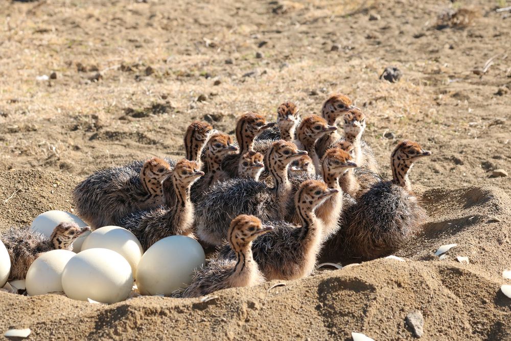 Straußenbabies im Nest 1427