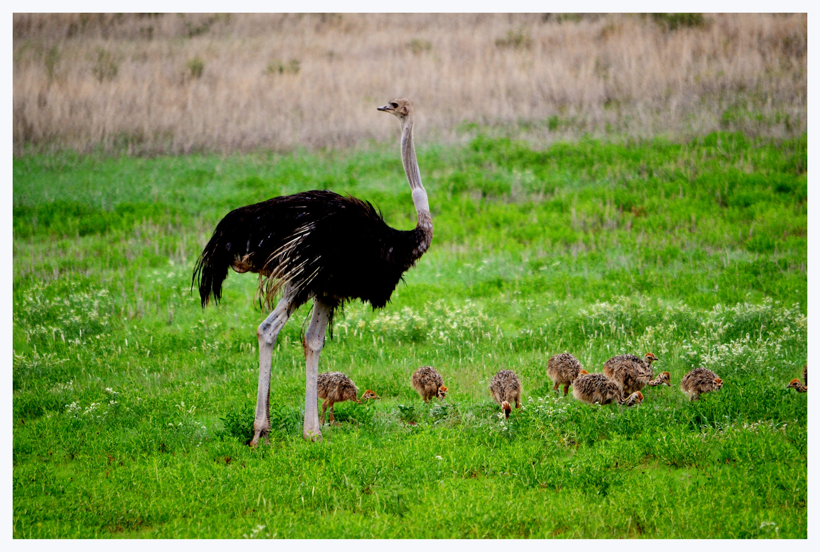 Straussenfamilie