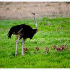 Straussenfamilie