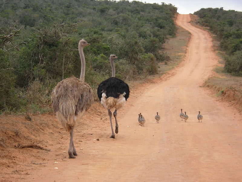 Straußenfamilie Addo Elephant Park 2005