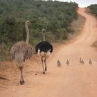 Straußenfamilie Addo Elephant Park 2005