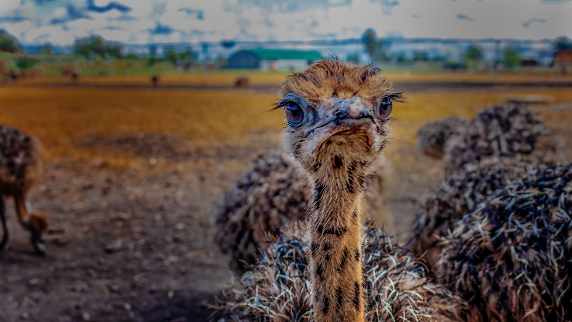 Straussenfarm Donaumoos bei Ulm Vogel Strauß Foto & Bild tiere