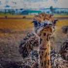 Straussenfarm Donaumoos bei Ulm - Vogel Strauß