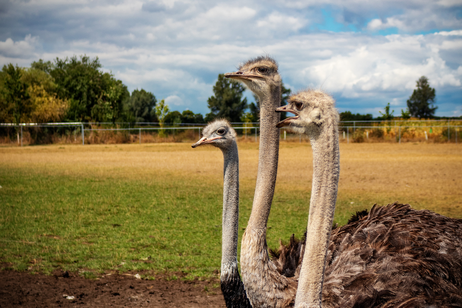 Straussenfarm Donaumoos bei Ulm - Vogel Strauß