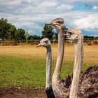 Straussenfarm Donaumoos bei Ulm - Vogel Strauß