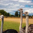 Straussenfarm Donaumoos bei Ulm - Vogel Strauß