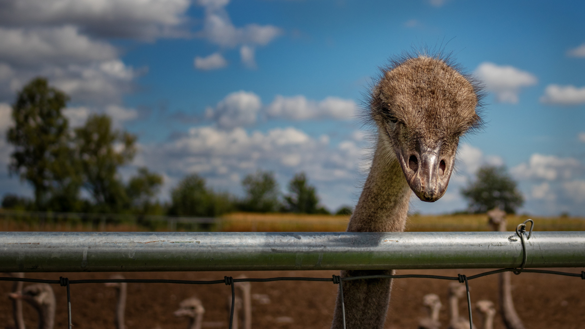 Straussenfarm Donaumoos bei Ulm - Vogel Strauß