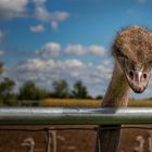 Straussenfarm Donaumoos bei Ulm - Vogel Strauß