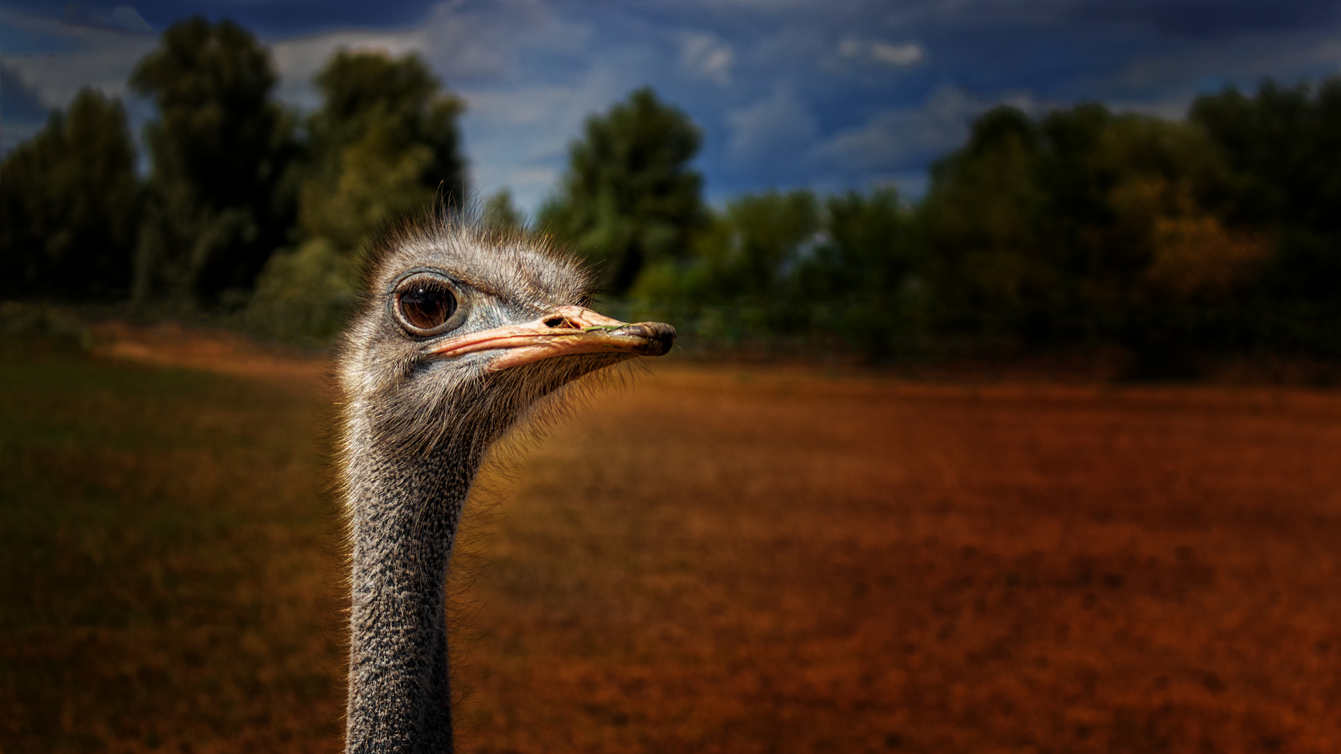 Straussenfarm Donaumoos bei Ulm - Vogel Strauß