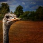 Straussenfarm Donaumoos bei Ulm - Vogel Strauß