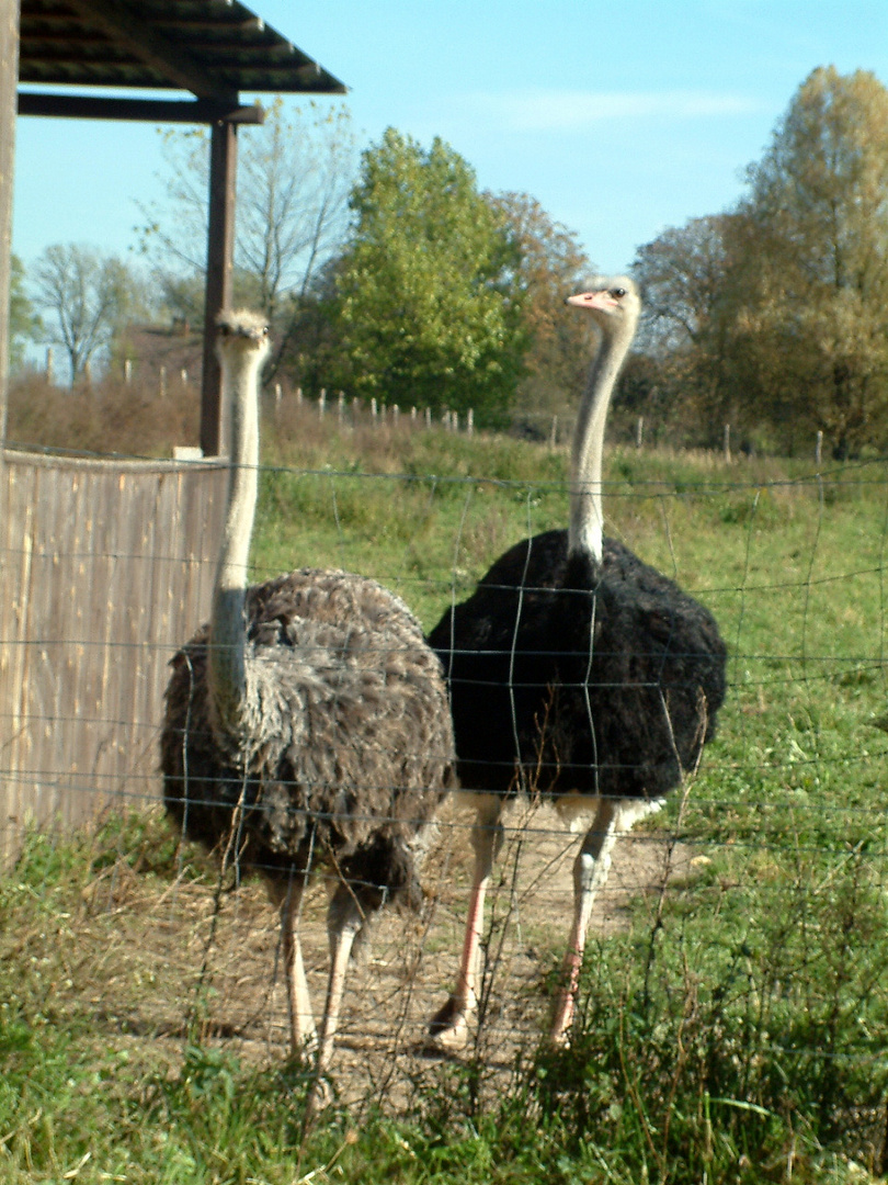 Straussenfarm in Brandenbug