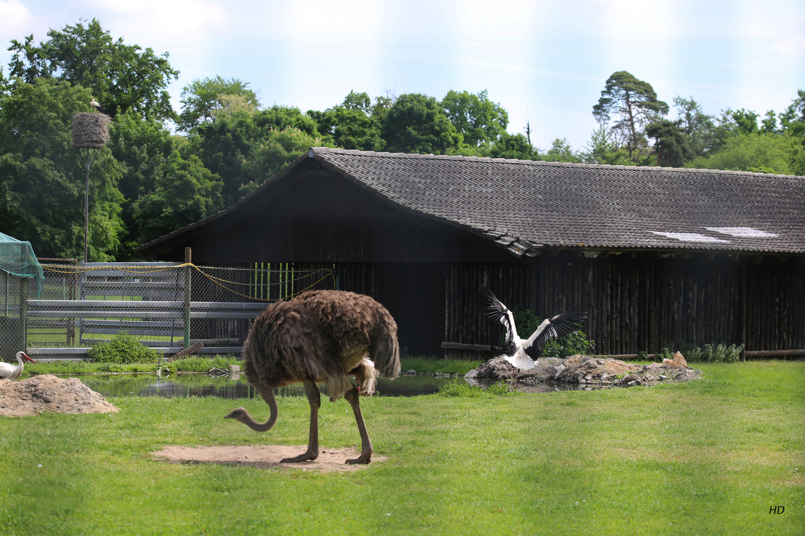 Straußengehege im Tierpark Forst