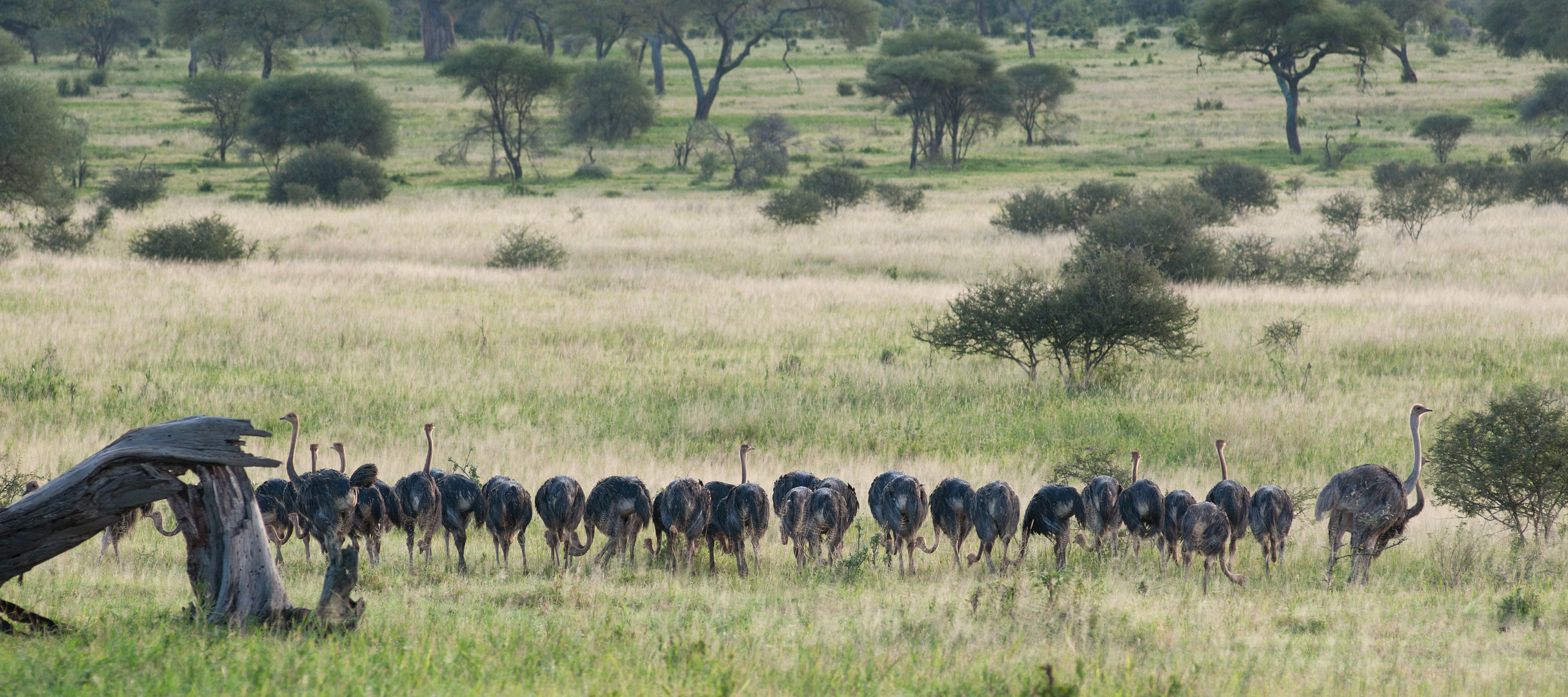 Straussengruppe -Tarangire NP-Tansania