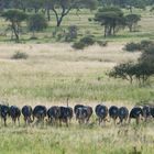 Straussengruppe -Tarangire NP-Tansania