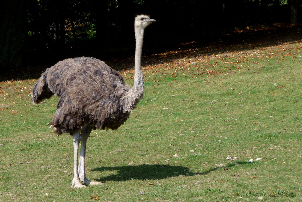 Straußenhenne (Zoo Neuwied / Rhein)